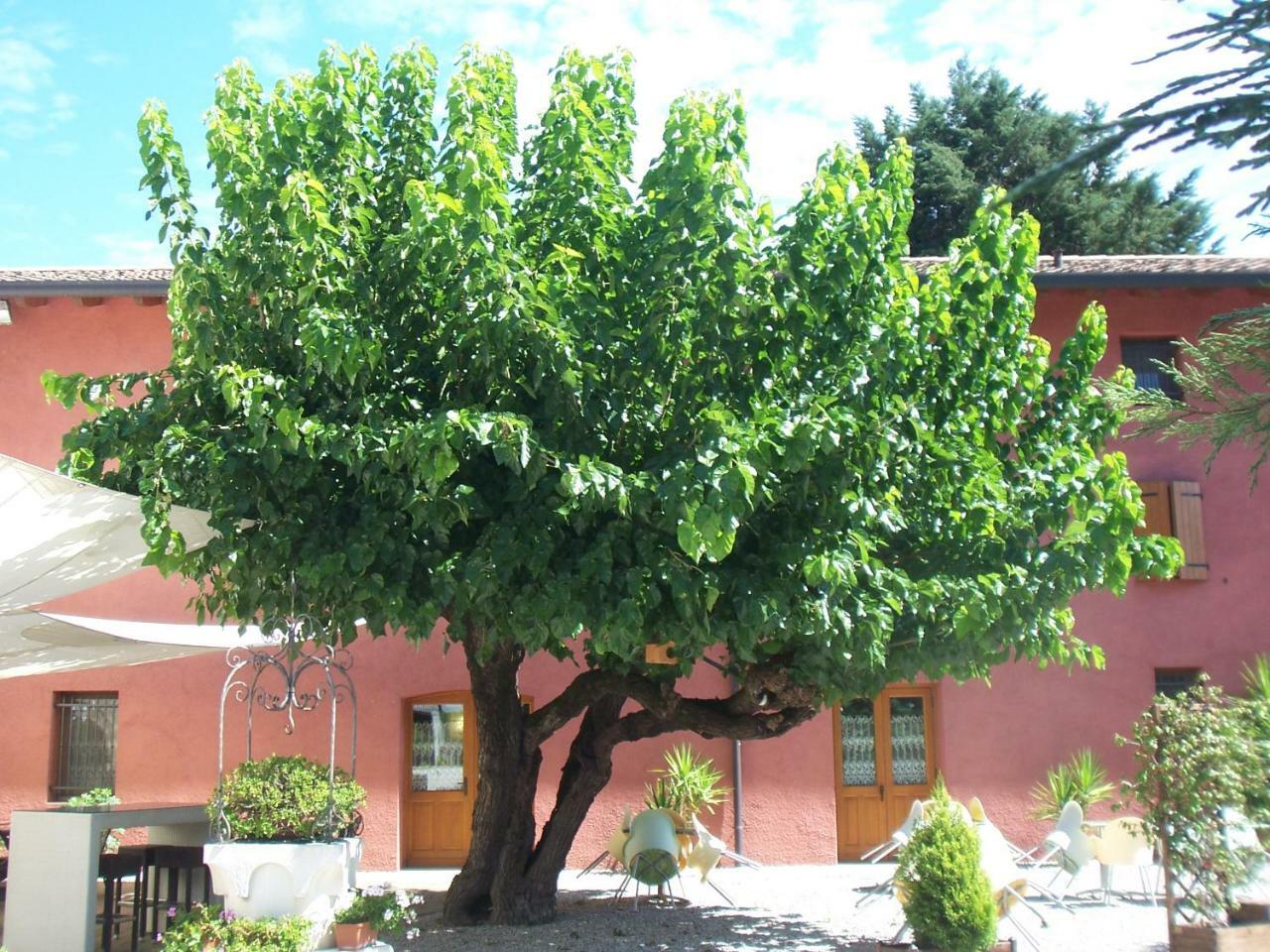Agriturismo Al Casale コドローイポ エクステリア 写真
