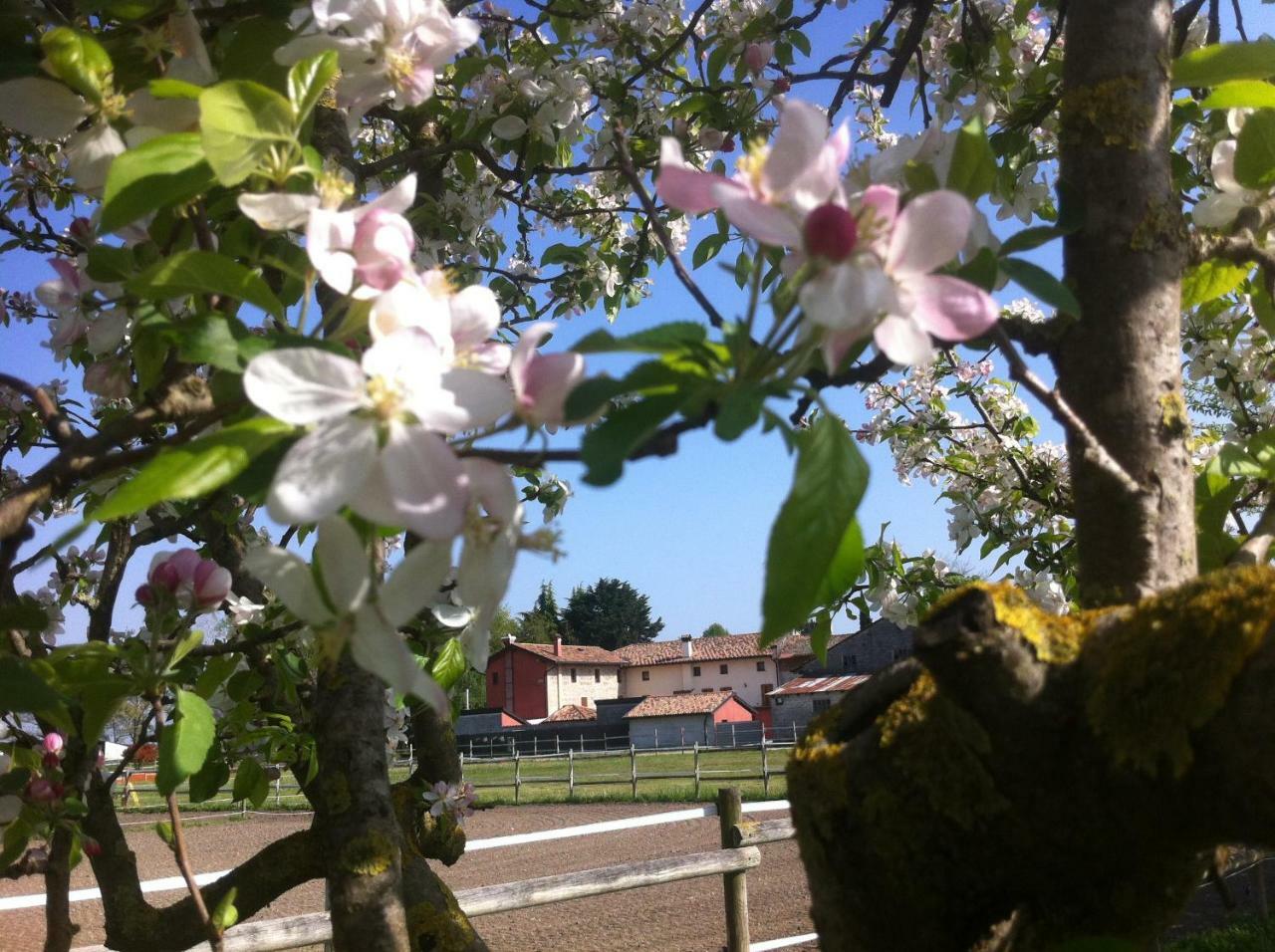 Agriturismo Al Casale コドローイポ エクステリア 写真